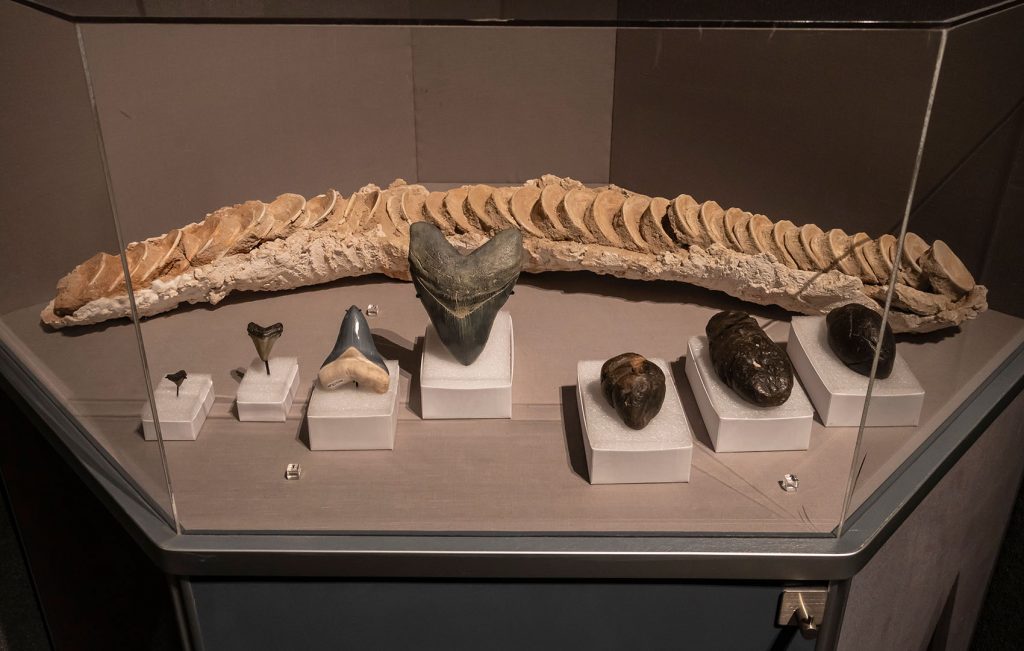fossil teeth and vertebra on display