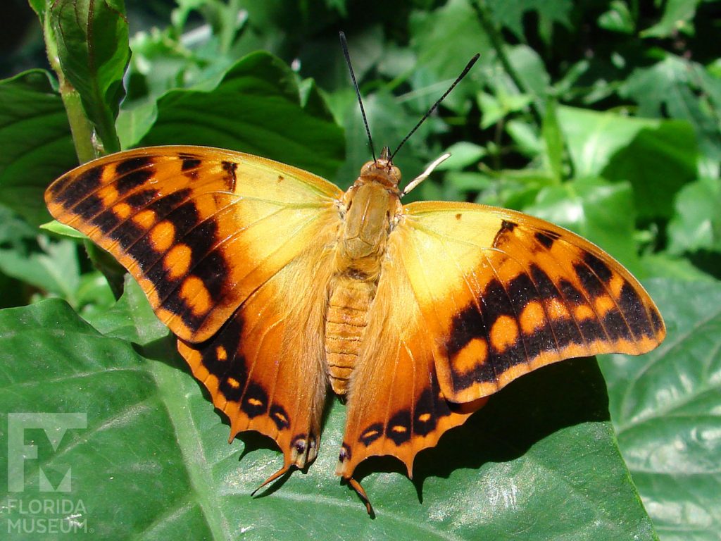 Green-veined Charaxes Butterfly with wings open. Male and female butterflies look similar. The center of the butterfly is tan/yellow, the outer wings are orange with black markings.