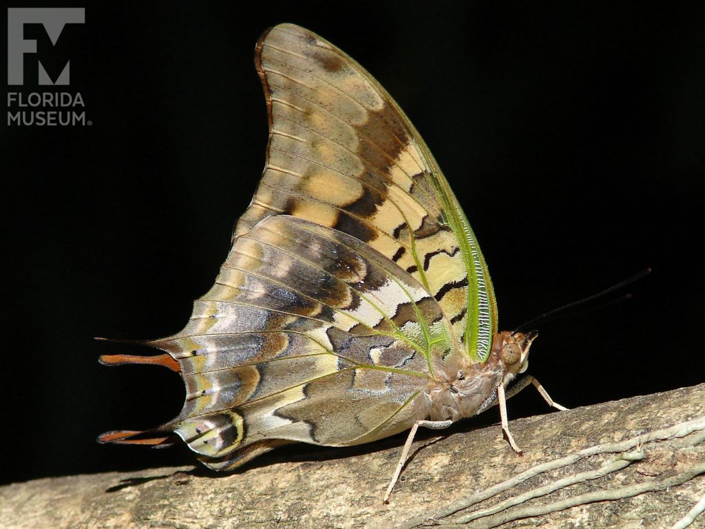 Green-veined Charaxes Butterfly with closed wings. Male and female butterflies look similar. The butterfly is tan with grey, brown, and black markings and green veins.