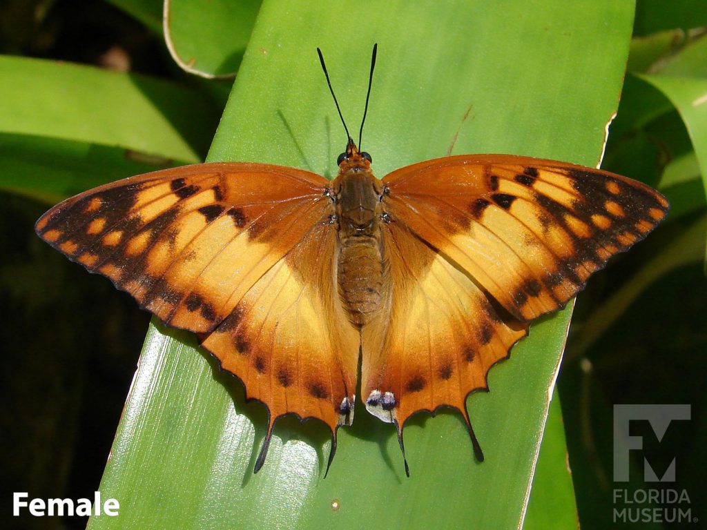 Female Silver-striped Charaxes Butterfly with wings open. Butterfly is muted tan/orange with black markings along the wing tips and edges.