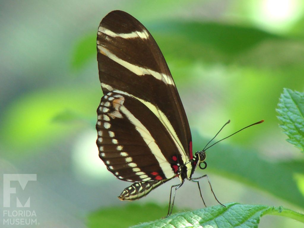 Zebra Longwing Butterfly with wings closed. Male and female butterflies look similar. Butterfly has long narrow wings. The wings are black with yellow stripes and red dots are near the butterfly’s body.