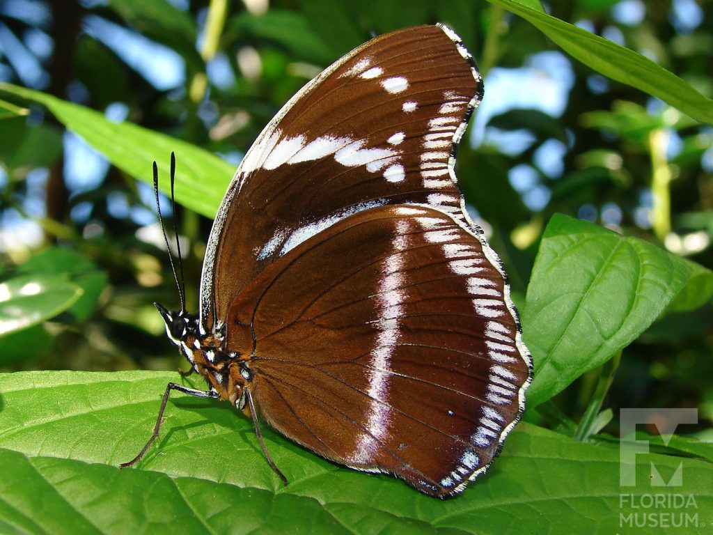 Tanzanian Diadem Butterfly with closed wings. Male and female butterflies look similar. Butterfly is brown with white stripes and markings.