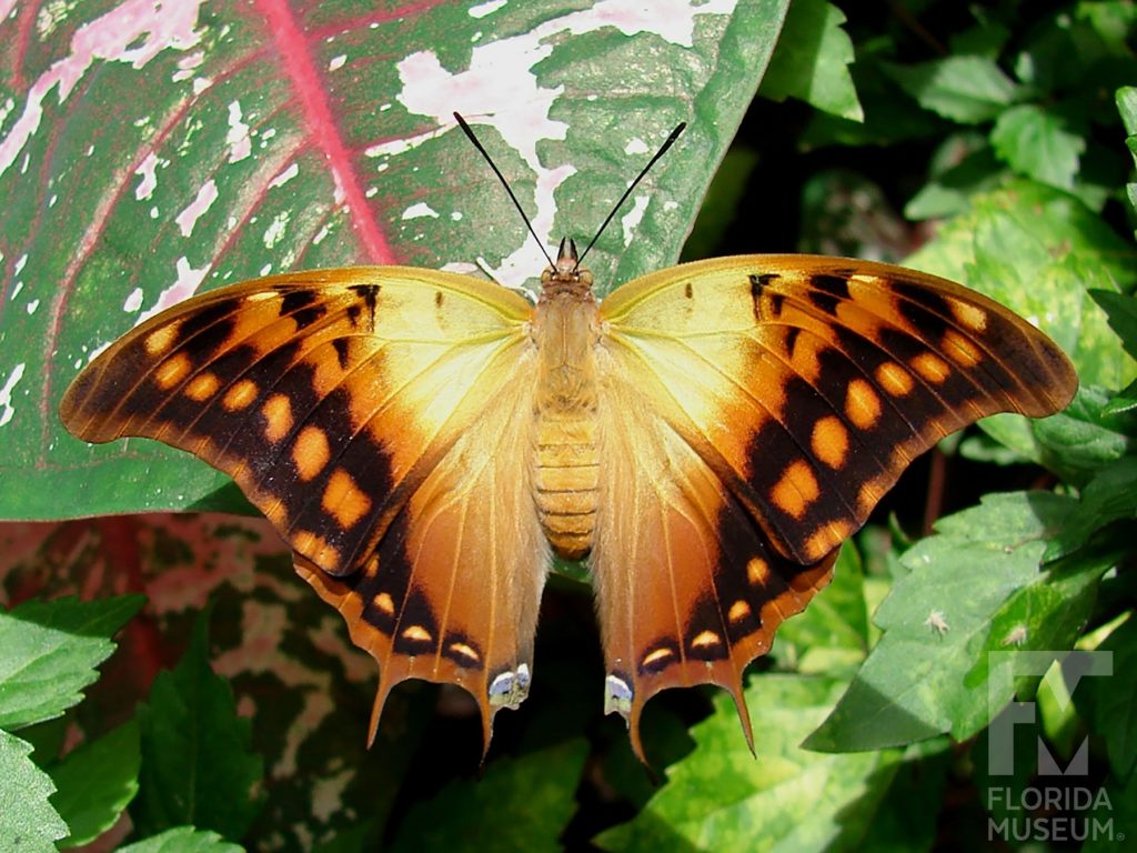 Green-veined Charaxes Butterfly with wings open. Male and female butterflies look similar. The center of the butterfly is tan/yellow, the outer wings orange with black markings.