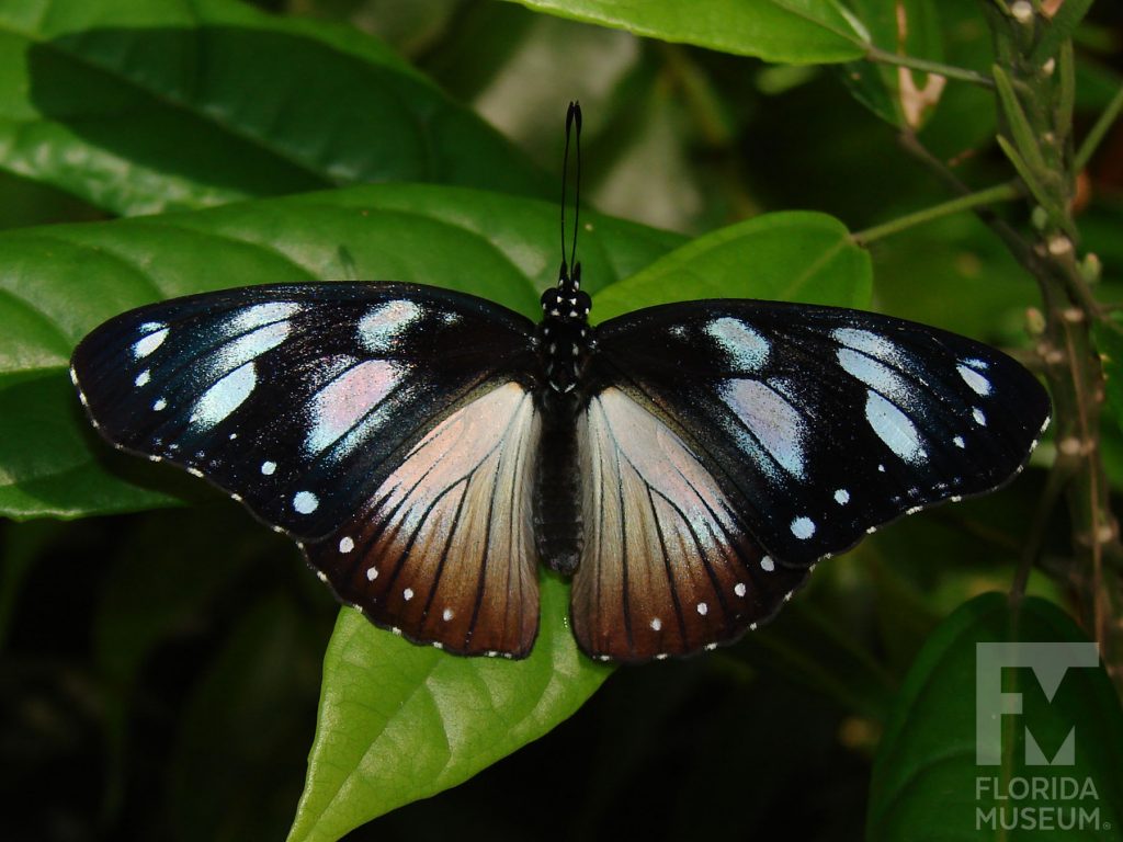 Variable Eggfly butterfly with open wings. Male and female butterflies look similar. Butterfly is white with a blue sheen, thin black stripes, and black borders