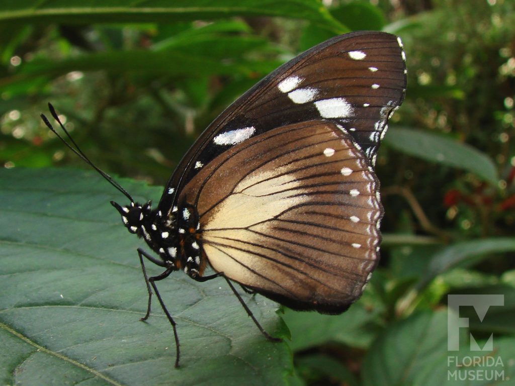 Variable Eggfly butterfly with closed wings. Male and female butterflies look similar. Butterfly is brown with white markings.