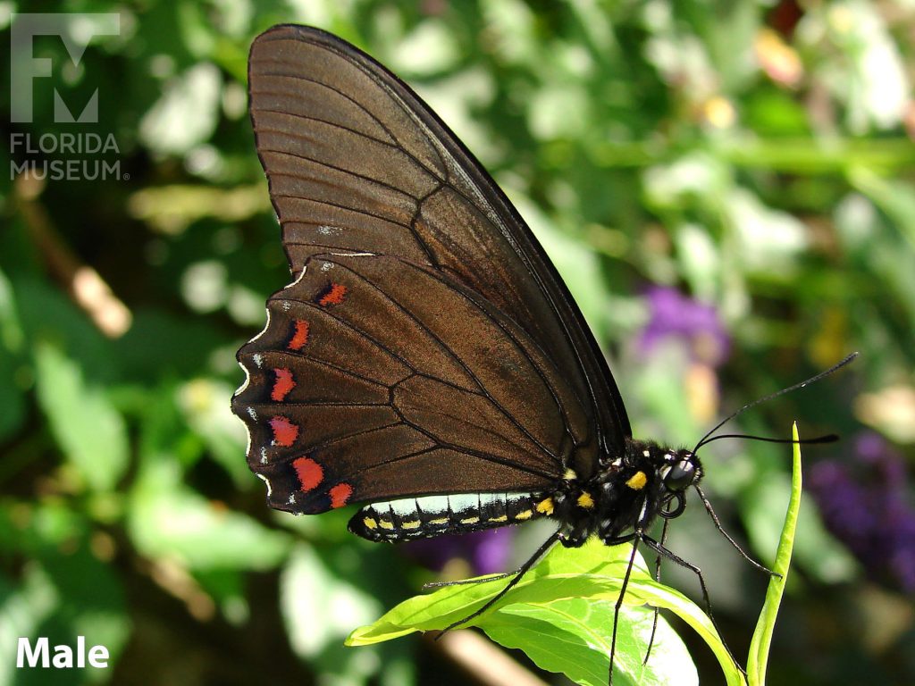 Male Confused Swallowtail Butterfly with closed wings. Butterfly is brown with red markings on the wings and yellow and white markings on the body.