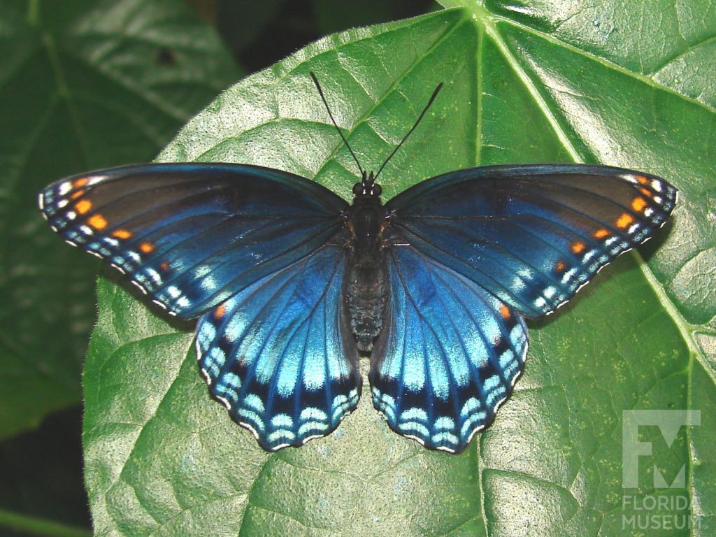 Red spotted Purple butterfly with open wings. Male and female butterflies look similar. Butterfly is iridescent blue with dark grey tips and black and white markings along the border and orange markings along the wing tips.