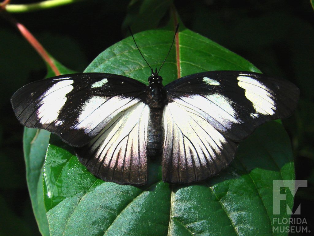 Variable Eggfly butterfly with open wings. Male and female butterflies look similar. Butterfly is white with thin black stripes and black borders
