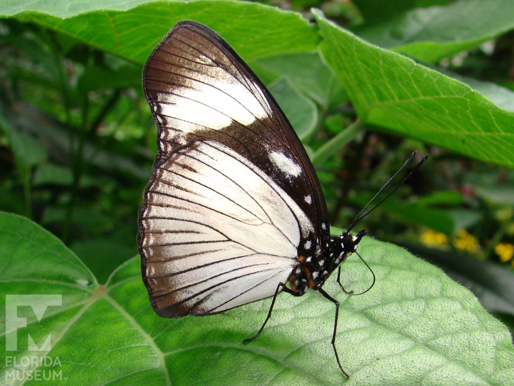 Variable Eggfly butterfly with closed wings. Male and female butterflies look similar. Butterfly is white with thin brown stripes and a brown border along the wing edges.