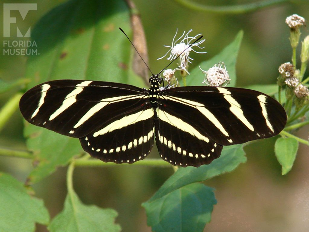 Zebra Longwing Butterfly with wings open. Male and female butterflies look similar. Butterfly has long narrow wings. The wings are black with yellow stripes.