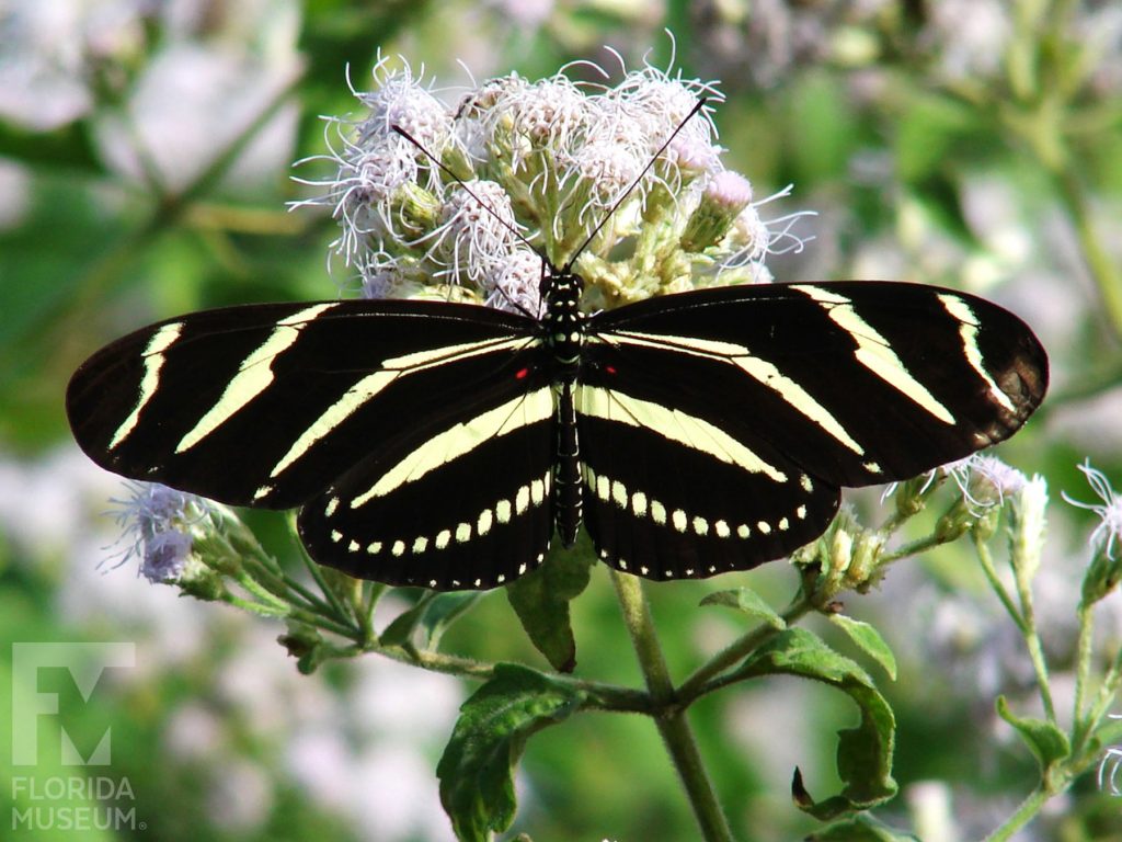 Zebra Longwing Butterfly with wings open. Male and female butterflies look similar. Butterfly has long narrow wings. The wings are black with yellow stripes.
