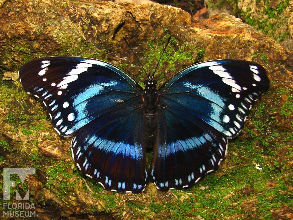 Tanzanian Diadem Butterfly with wings open. Male and female butterflies look similar. Butterfly is black with stripes in white and several shades of blue.
