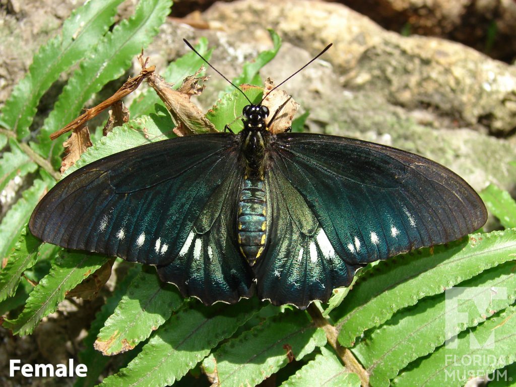 Female Confused Swallowtail Butterfly with wings open. Butterfly is black with an iridescent green sheen and white ovals on the lower wing.