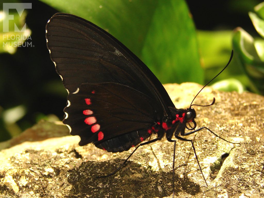 Variable Cattleheart butterfly with closed wings. Male and female butterflies look similar. Wings are black with white markings on the wing edges and red markings on the lower wing.