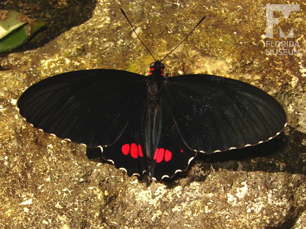 Variable Cattleheart butterfly with open wings. Male and female butterflies look similar. Wings are black with white markings on the wing edges and red markings on the lower wing near the butterfly’s body.