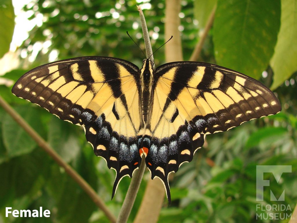 Female Tiger Swallowtail Butterfly with open wings. Butterfly is yellow with black stripes. The wing border is black with yellow, orange, and blue markings. The body of the butterfly is black with yellow stripes. Each wing ends in a single long point.
