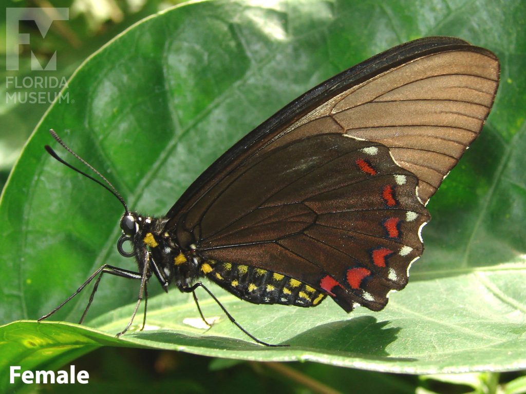 Female Confused Swallowtail Butterfly with closed wings. Butterfly is brown with red markings on the wings and yellow markings on the body.