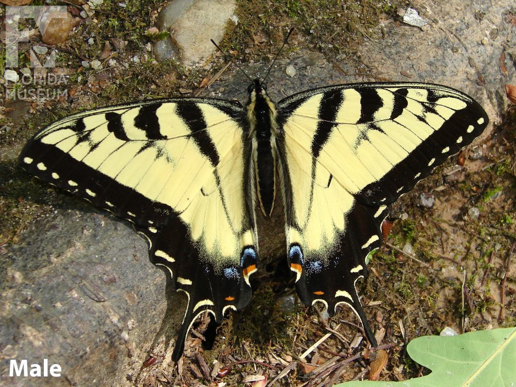 Male Tiger Swallowtail Butterfly with open wings. Butterfly is yellow with black stripes. The wing border is black with yellow, orange, and blue markings. The body of the butterfly is black with yellow stripes.