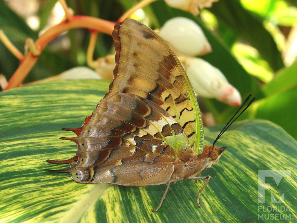 Green-veined Charaxes Butterfly with closed wings. Male and female butterflies look similar. The butterfly is tan with grey, brown, and black markings and green veins.