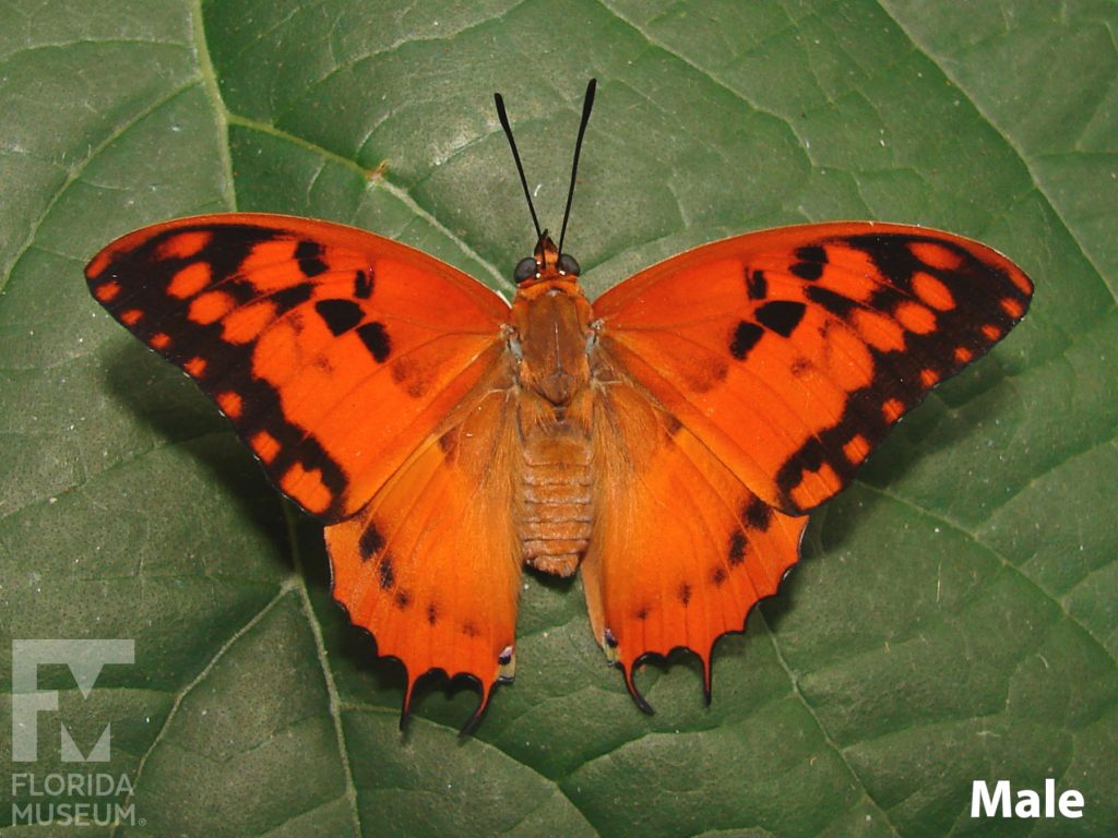 Male Silver-striped Charaxes Butterfly with wings open wings. Butterfly is orange with black markings along the wing tips and edges.