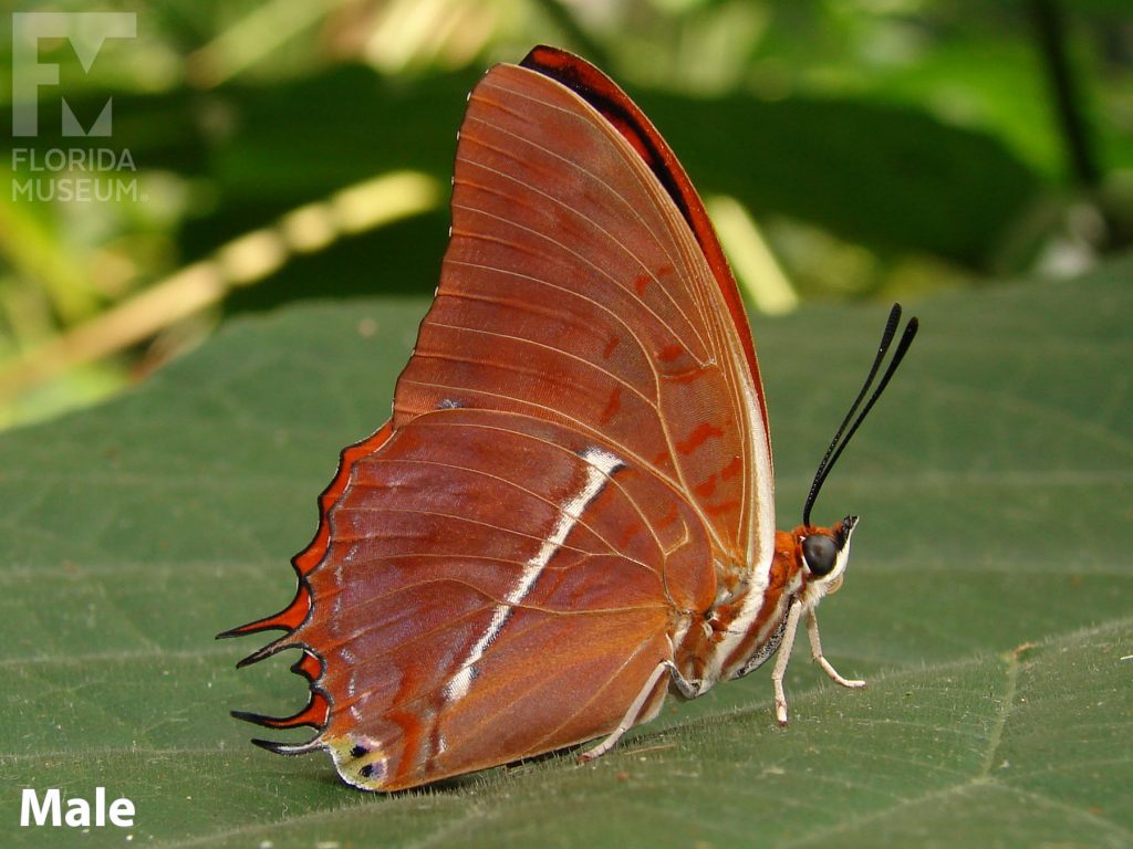 Male Silver-striped Charaxes Butterfly with closed wings. Butterfly is orange with subtle markings.
