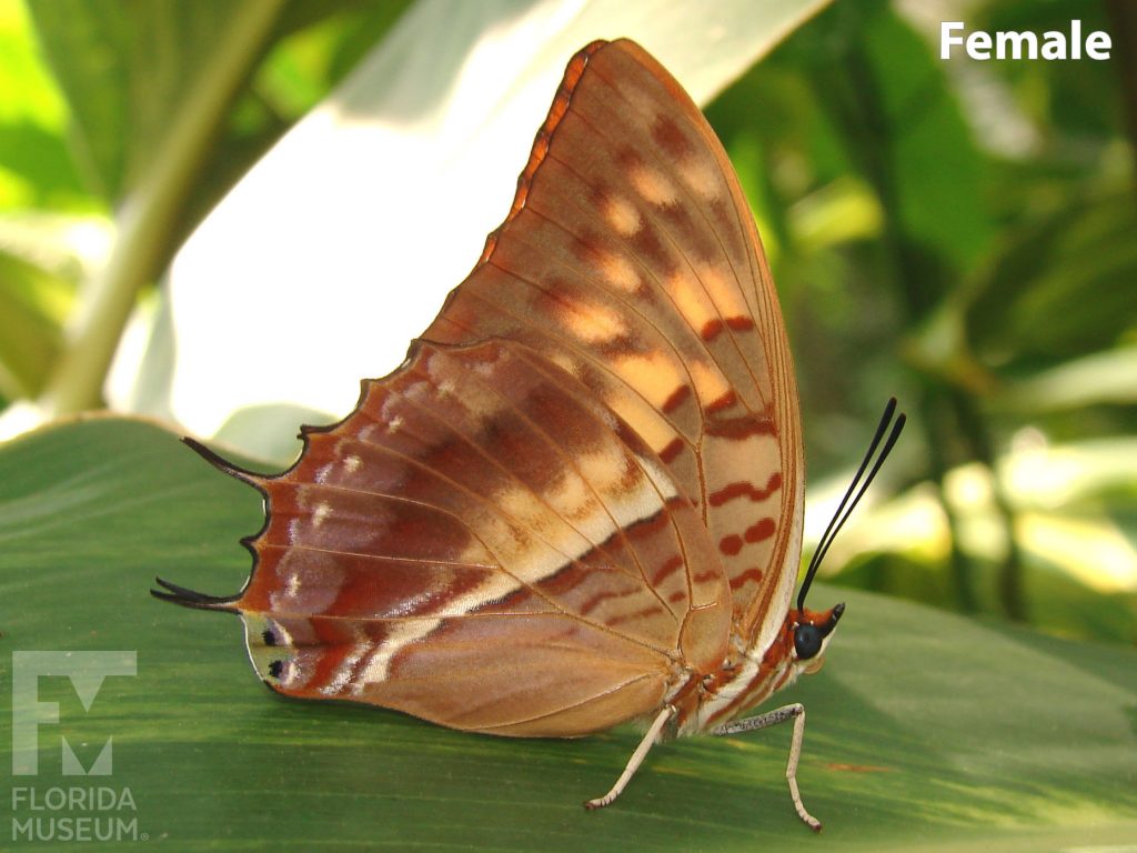 Female Silver-striped Charaxes Butterfly with closed wings. Butterfly is tan with red markings.