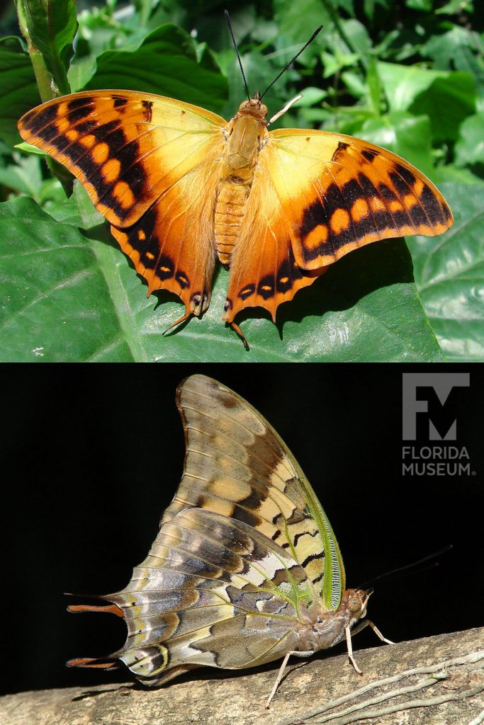 Green-veined Charaxes Butterfly photos with wings open and closed. Male and female butterflies look similar. Butterfly is orange, yellow and black with wings open. With wings closed butterfly is brown, tan, and green.