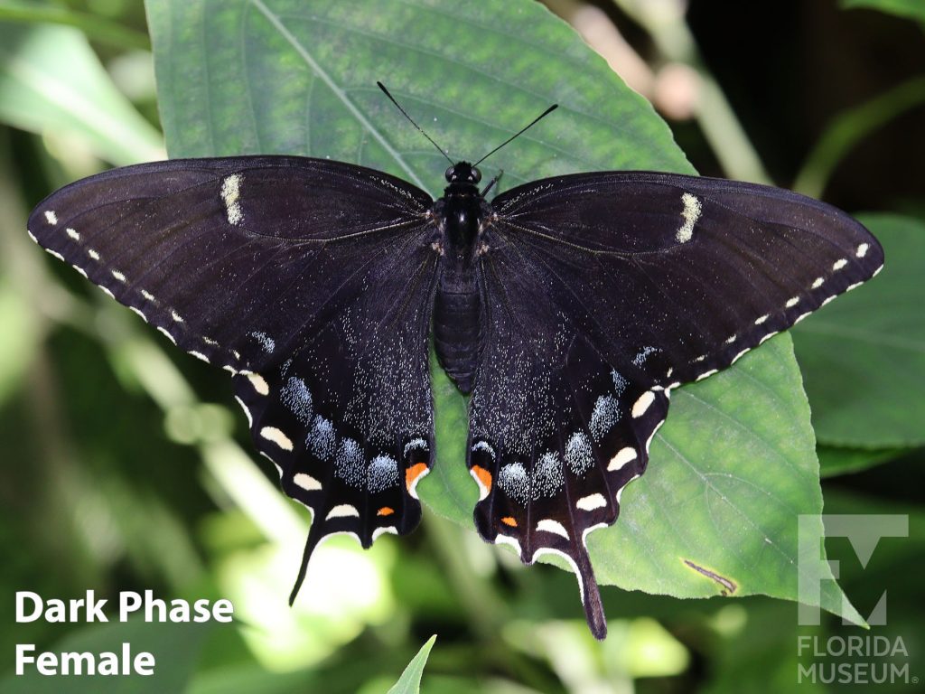 Female Dark Phase Tiger Swallowtail Butterfly with open wings. Butterfly is black with pale yellow, orange and blue-grey markings along the wing edges. The body of the butterfly is black. The wings end in a single long point.