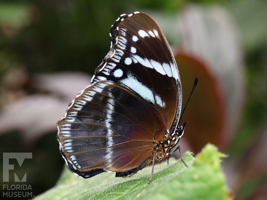 Tanzanian Diadem Butterfly with closed wings. Male and female butterflies look similar. Butterfly is brown with white stripes and markings.