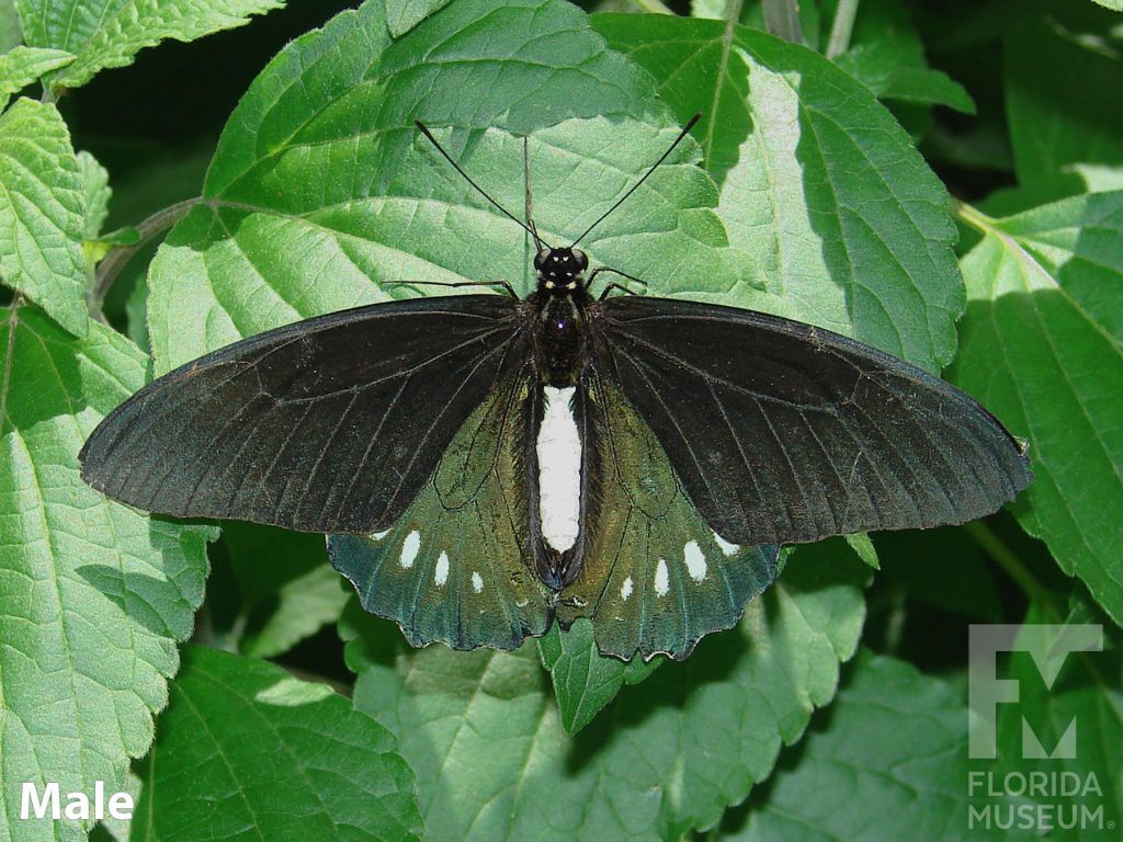 Male Confused Swallowtail Butterfly with wings open. Butterfly is black with an iridescent green sheen and white ovals on the lower wing. The body has a white stripe.