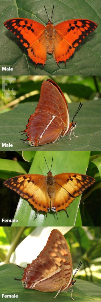 Male and female Silver-striped Charaxes Butterfly photos with wings open and closed. Butterfly is orange, black, and brown.