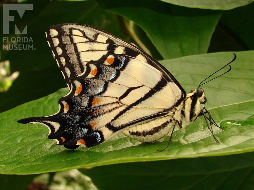 Tiger Swallowtail Butterfly with closed wings. Butterfly is pale yellow with black, orange, and light blue markings. The body of the butterfly is yellow with black stripes. The wings end in a single long point.