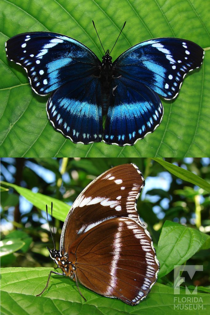 Tanzanian Diadem Butterfly photos with wings open and closed. Male and female butterflies look similar. With wings open butterfly is black and shades of blue, with wings closed butterfly is brown and white.