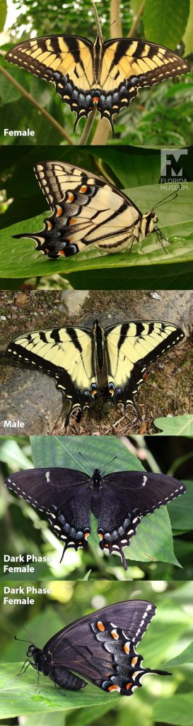 Several images of the Tiger Swallowtail Butterfly with open and closed wings. Male and female butterflies look similar unless the female is Dark Phase. Butterfly is yellow and black, Dark Phase butterfly is black with small yellow markings