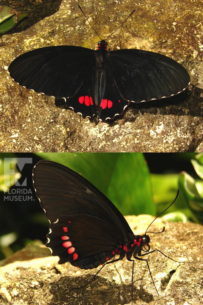 Variable Cattleheart butterfly with open and closed wings. Male and female butterflies look similar. Wings are black and red.