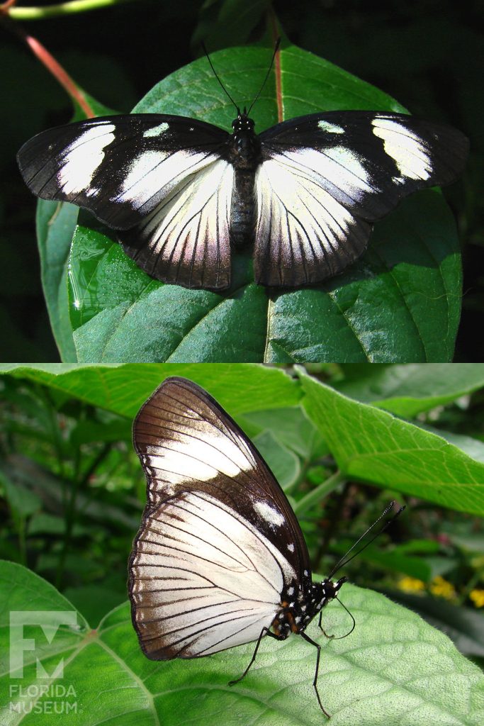 Variable Eggfly butterfly photos with open and closed wings. Male and female butterflies look similar.