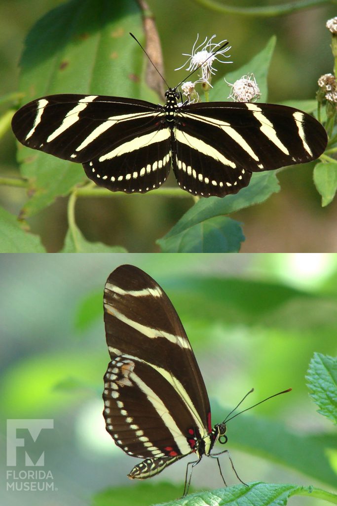 Zebra Longwing Butterfly photos with wings open and closed. Male and female butterflies look similar. Butterfly is black with yellow stripes.