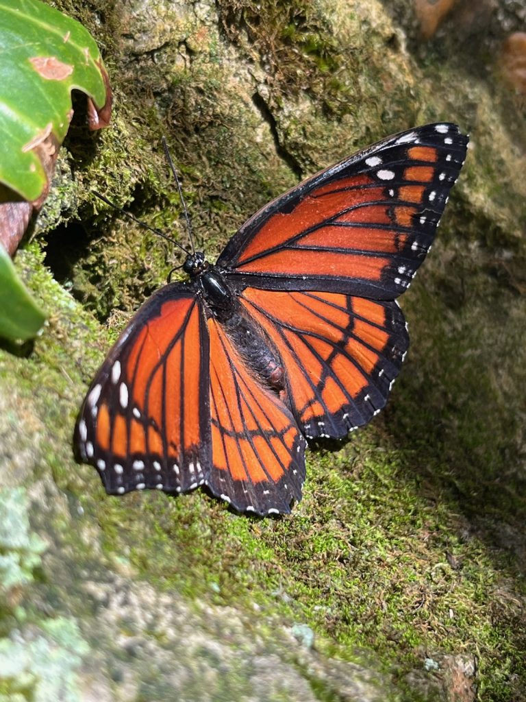 orange and black butterfly with wings open