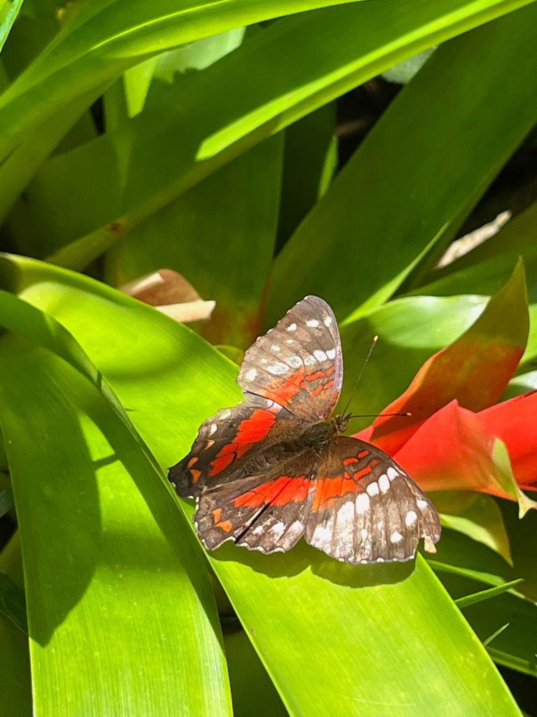 orange, brown, and white butterfly