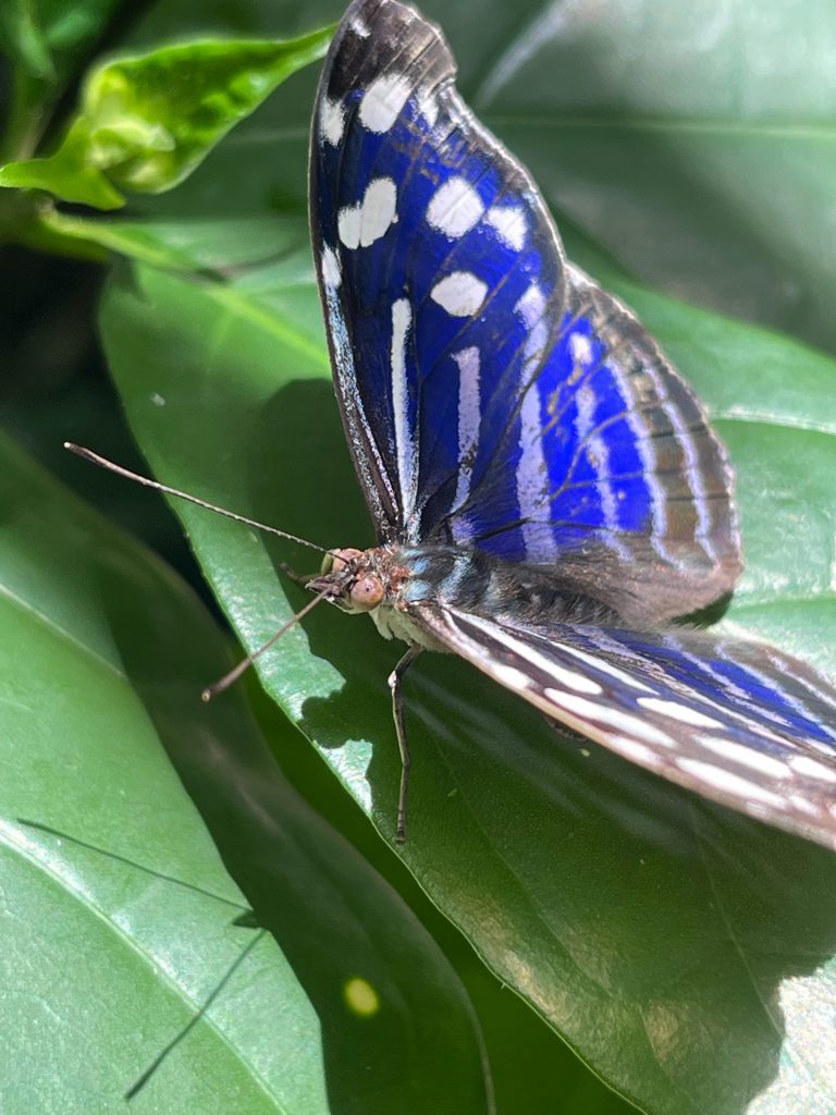 blue, white and black butterfly