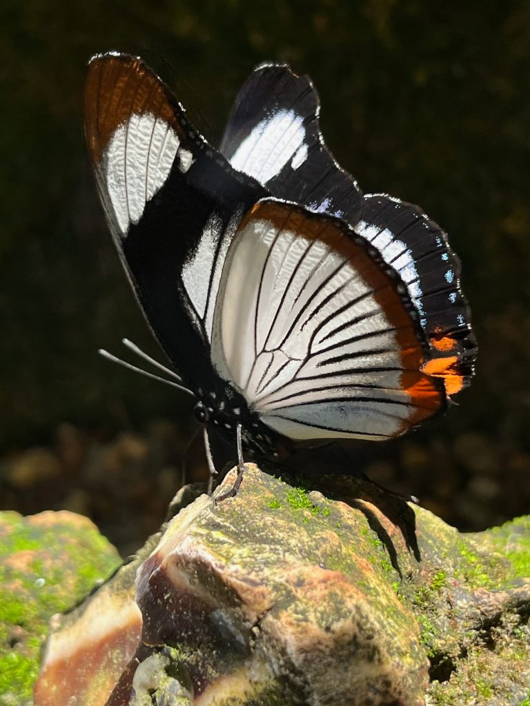 white brown and orange butterfly with the sun shinning through its wings