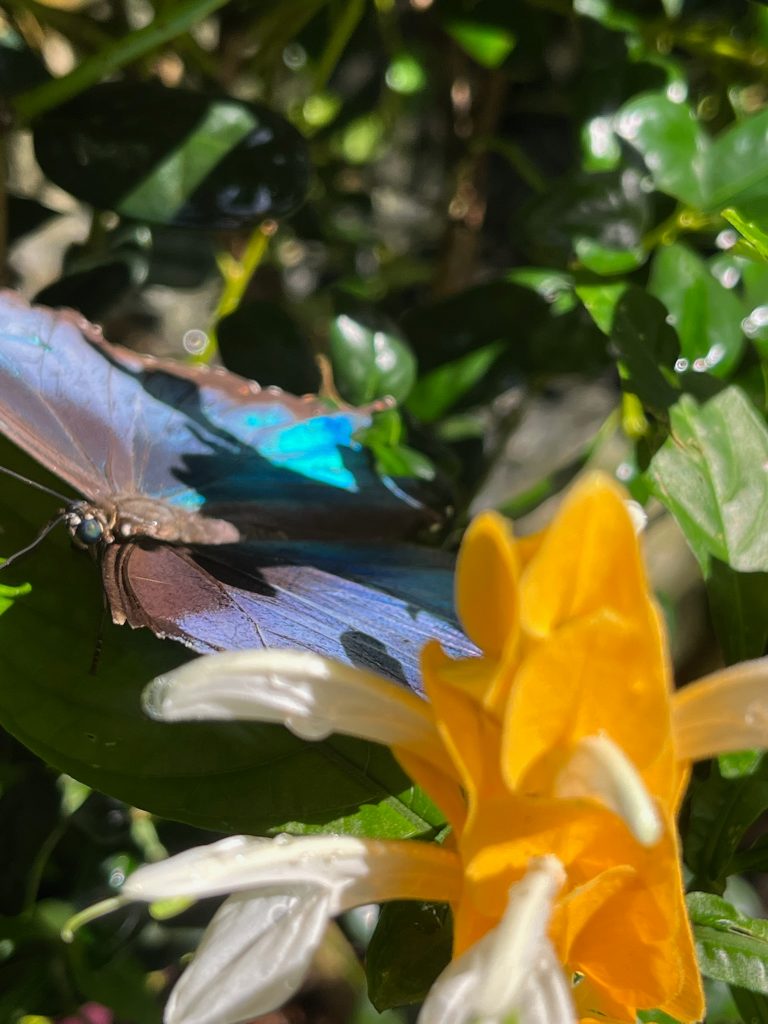 iridescent blue butterfly next to an orange and white flower