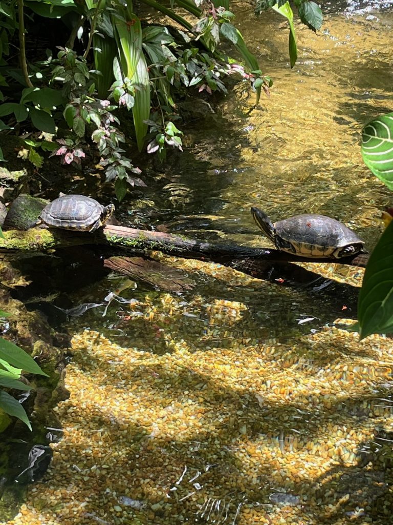 two turtles sitting on a log suspended over a shallow pebbled lined stream at the Butterfly rainforest
