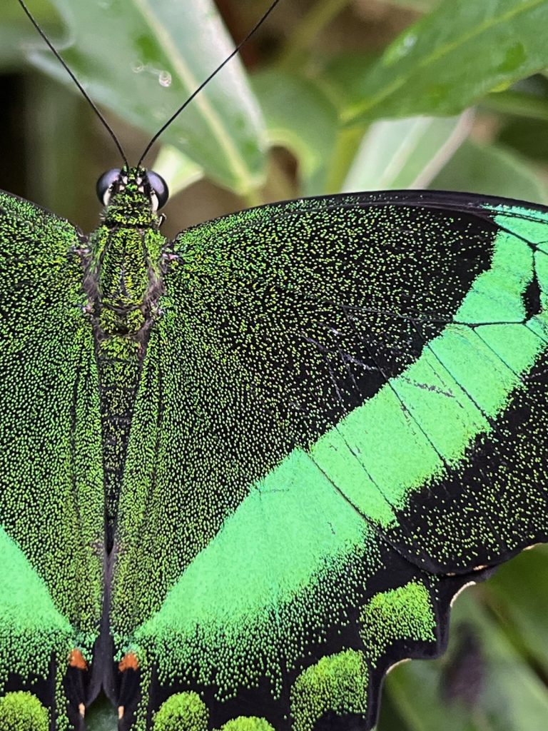 close up of a black and green butterfly