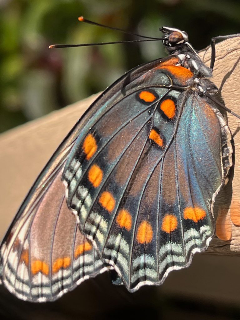 close up of brown, blue, and orange butterfly with wings closed