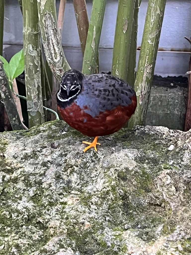 grey and brown quail sitting on a rock