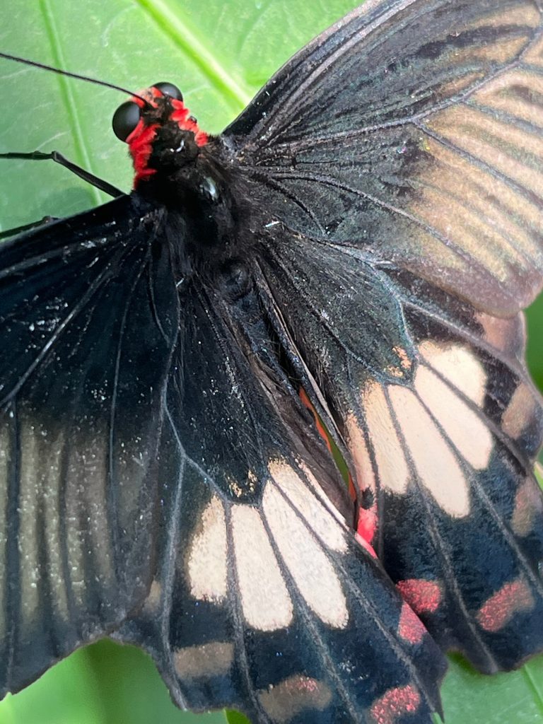 close up of black butterfly with red markings near the head and wing tips