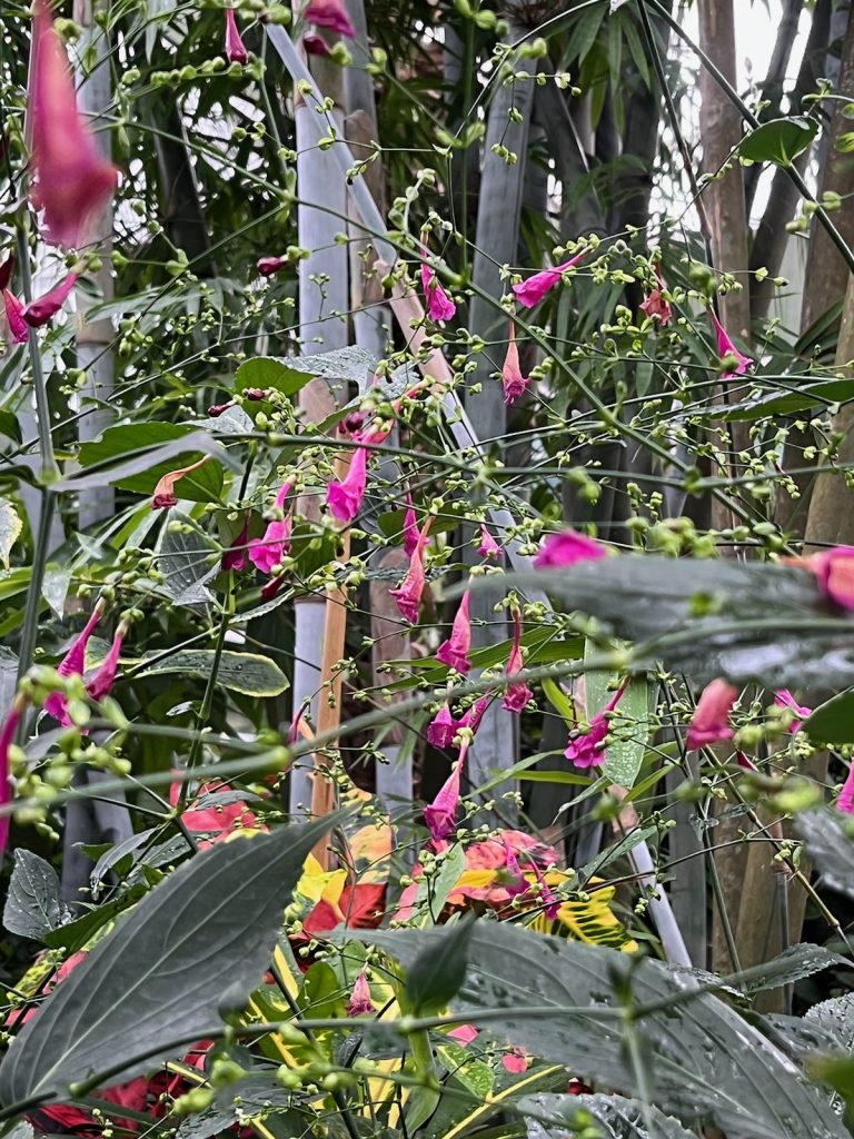 many pink trumpet-like flowers on thin green branches