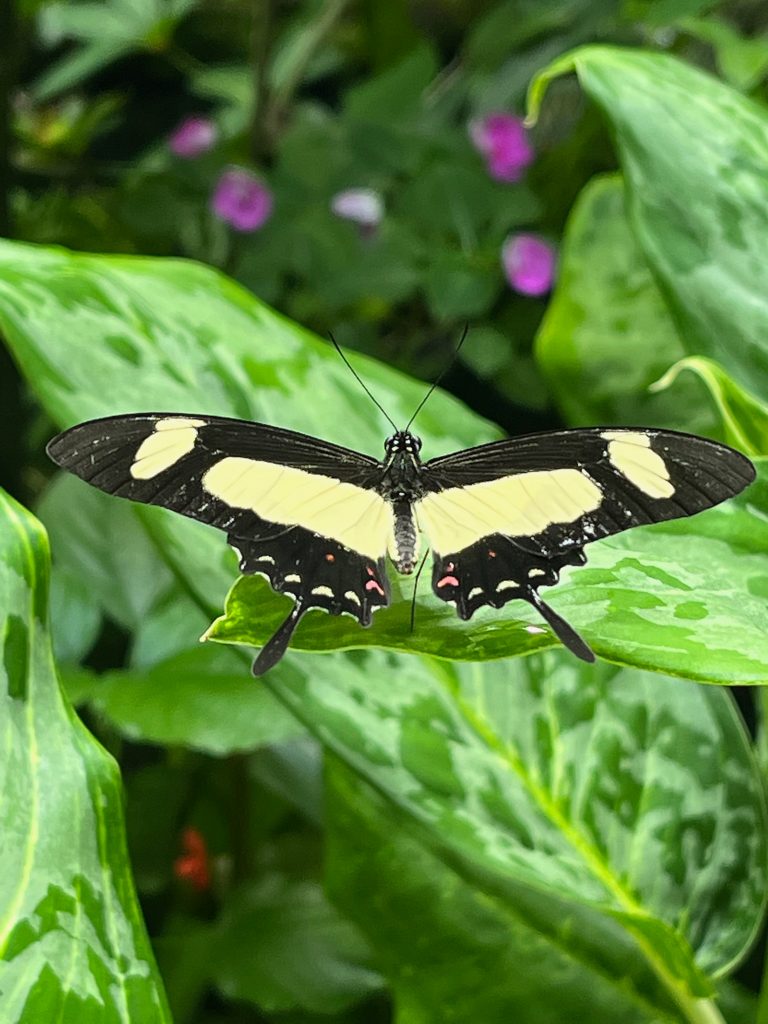 black and yellow butterfly with wings open