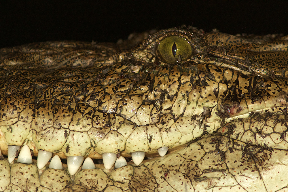 close up image of a crocodile's jaw and eye with mosquitoes feeding on it